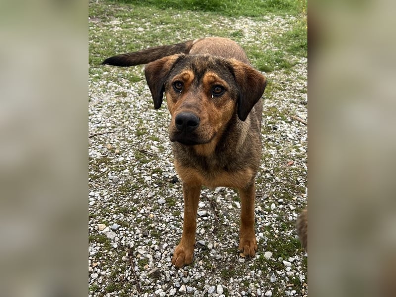 Valmira, geb. ca. 05/2024, lebt in GRIECHENLAND, auf einem Gelände, auf dem die Hunde notdürftig ver