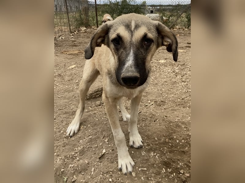 Peterchen, geb. ca. 03/2023, lebt in GRIECHENLAND, im städt. Tierheim Serres