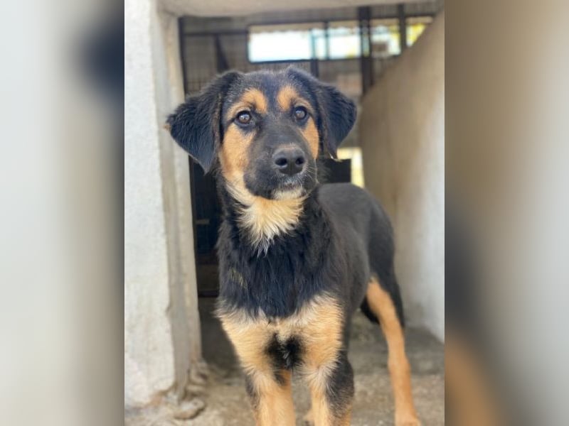 Glinda, geb. ca. 07/2025, lebt in GRIECHENLAND, im städt. Tierheim Serres