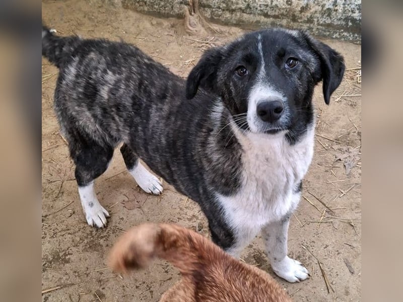 Tsuki, geb. ca. 04/2025, lebt in GRIECHENLAND, auf einer privaten Pflegestelle