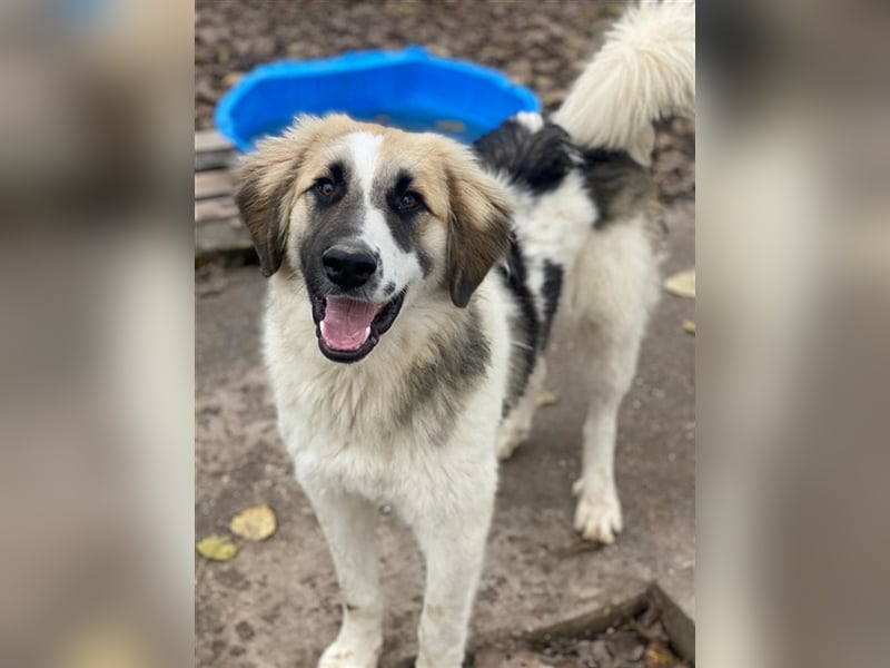 Otys, geb. ca. 03/2022, lebt in GRIECHENLAND, im städt. Tierheim Serres