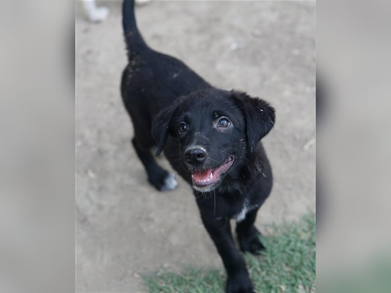 Lillia, geb. ca. 05/2024, lebt in GRIECHENLAND, auf einer privaten Pflegestelle