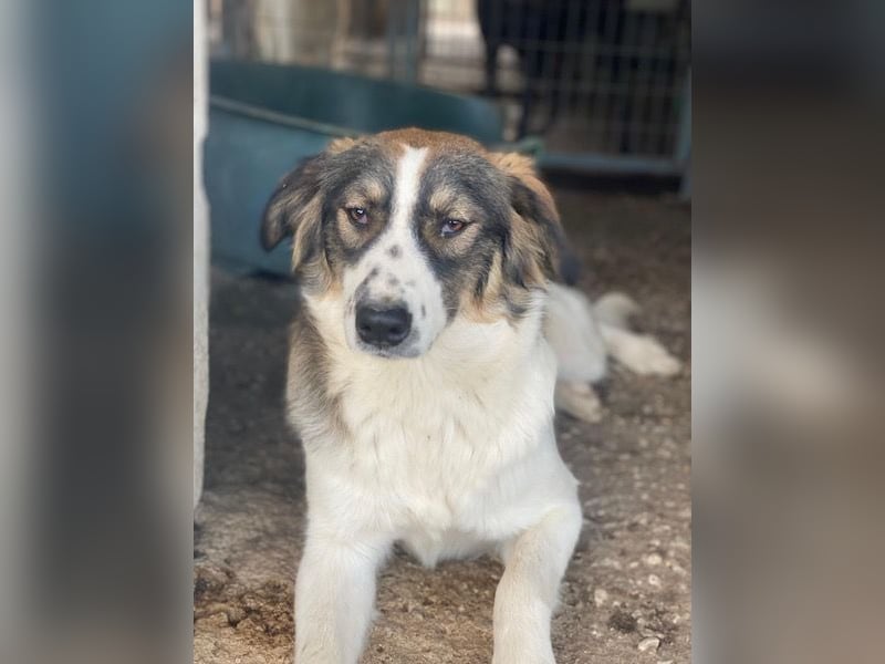 Resi, geb. ca. 10/2024, lebt in GRIECHENLAND, auf einer privaten Pflegestelle