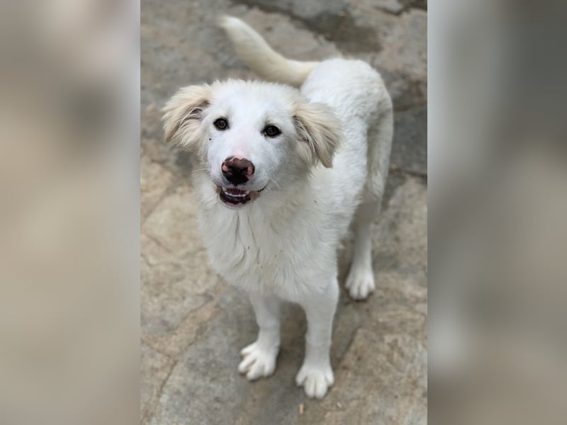 Frauke, geb. ca. 11/2023, lebt in GRIECHENLAND, auf einer privaten Pflegestelle