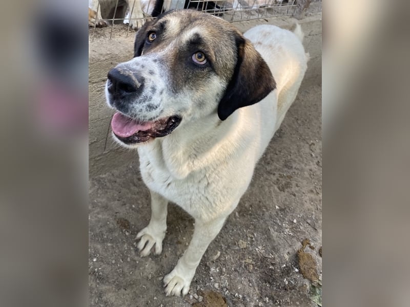 Elliot, geb. ca. 05/2022, lebt in GRIECHENLAND, im städt. Tierheim Serres