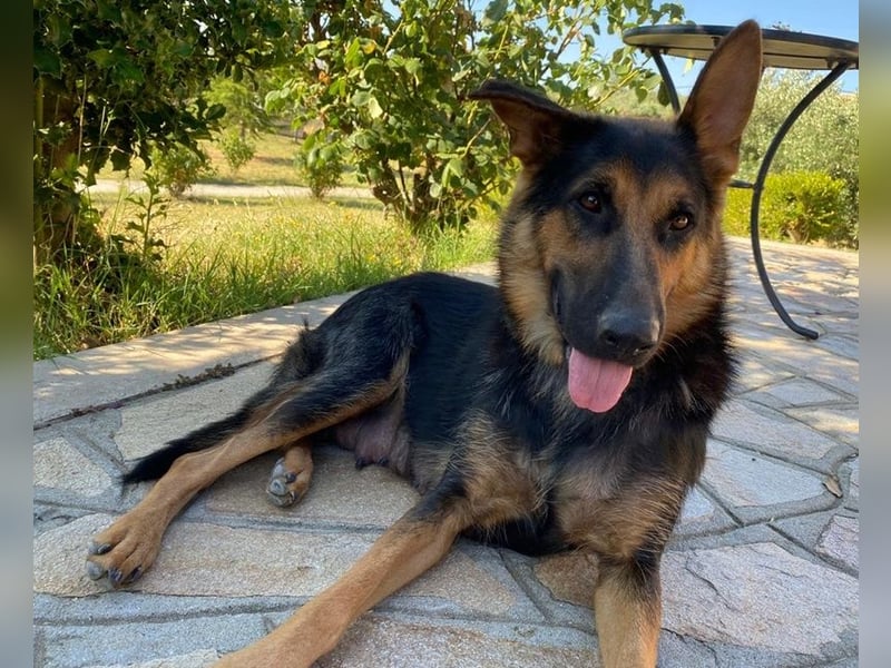 Malta, geb. ca. 07/2024, lebt in GRIECHENLAND, auf einer privaten Pflegestelle