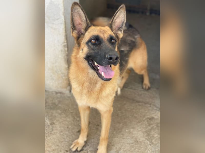 Wilma, geb. ca. 04/2021, lebt in GRIECHENLAND, im städt. Tierheim Serres