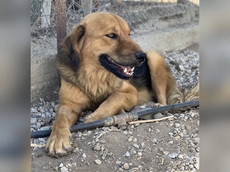 Kerchak, geb. ca. 07/2021, lebt in GRIECHENLAND, im städt. Tierheim Serres