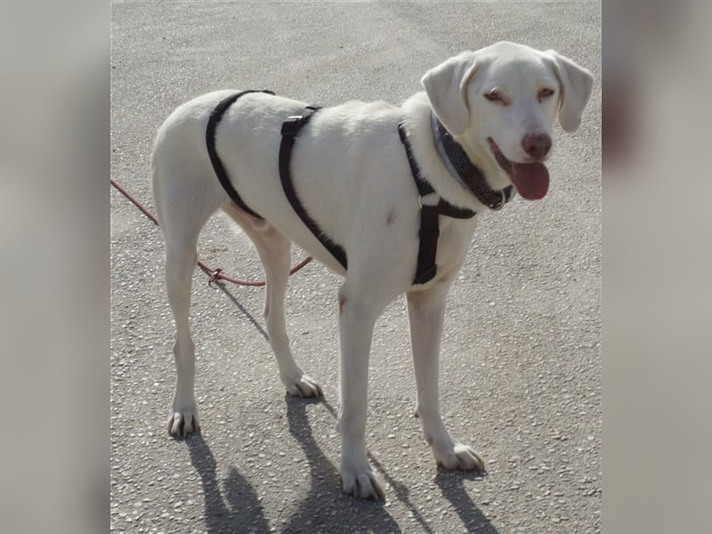 Hammy, geb. ca. 10/2022, lebt in GRIECHENLAND, auf einer privaten Pflegestelle