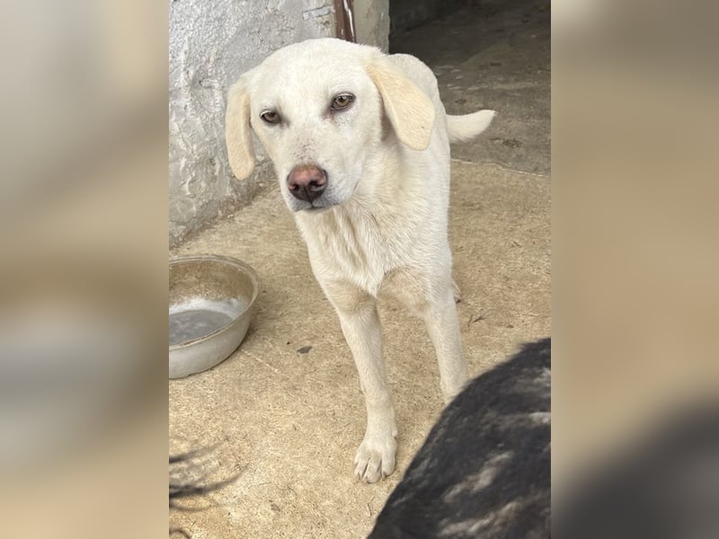 Nomi, geb. ca. 10/2024, lebt in GRIECHENLAND, auf einer privaten Pflegestelle