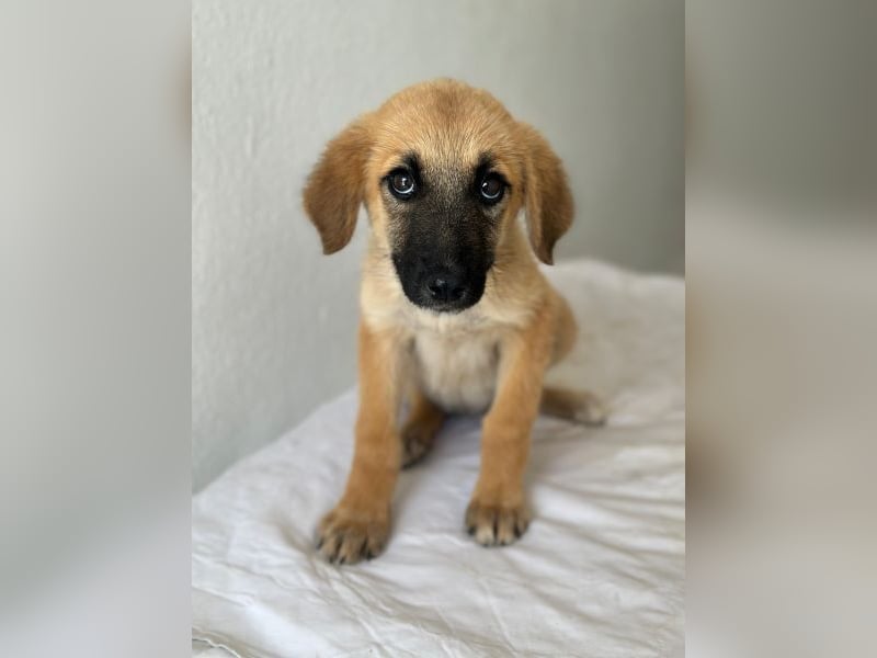Cindy, geb. ca. 03/2026, lebt in GRIECHENLAND, im städt. Tierheim Serres