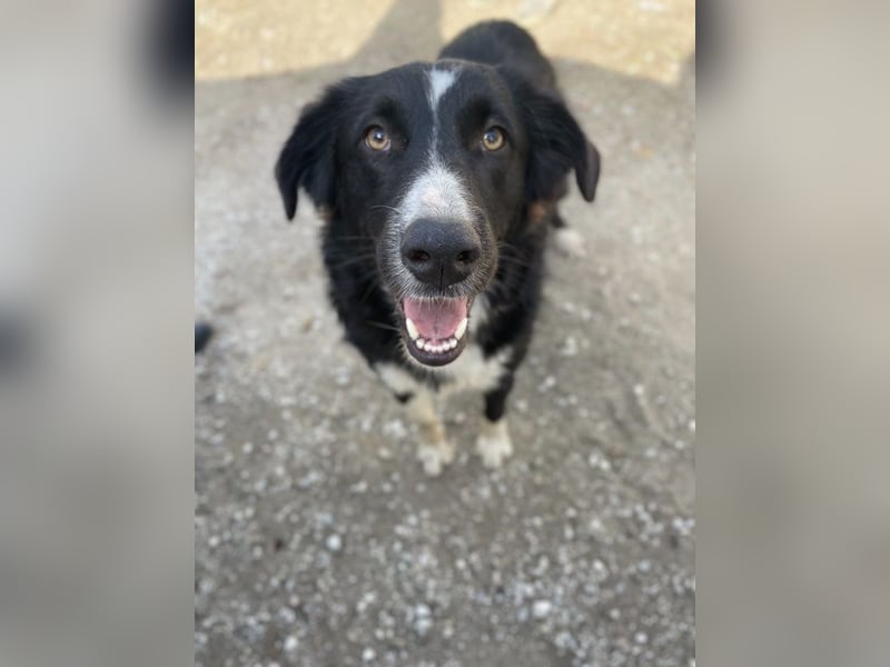 Meredith, geb. ca. 01/2022, lebt in GRIECHENLAND, auf einem Gelände, auf dem die Hunde notdürftig ve