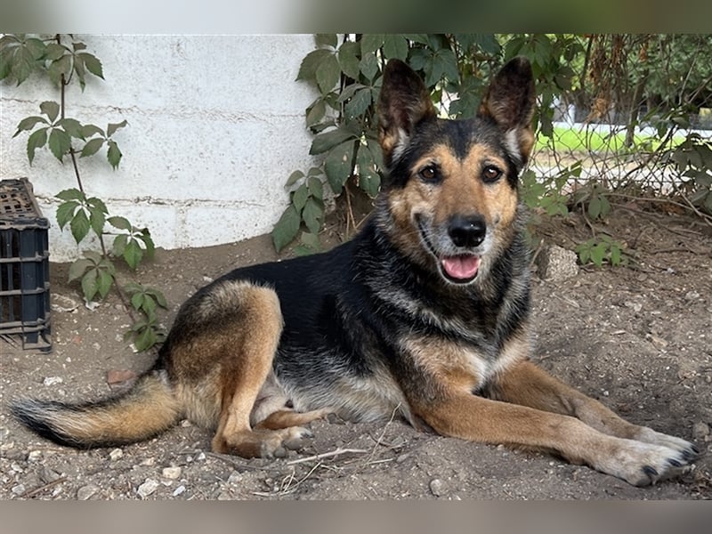 Flash, geb. ca. 09/2017, lebt in GRIECHENLAND, auf einer privaten Pflegestelle