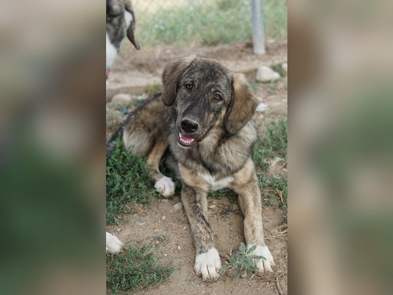 Amelie, geb. ca. 02/2024, lebt in GRIECHENLAND, im städt. Tierheim Serres