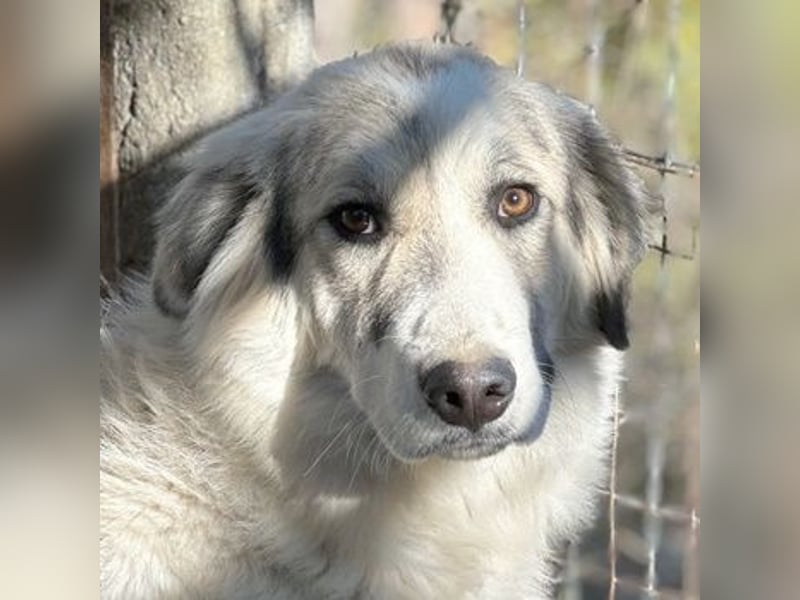 Sally Brown, geb. ca. 12/2023, lebt in GRIECHENLAND, auf einer privaten Pflegestelle