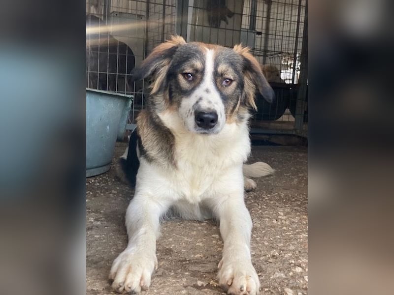 Resi, geb. ca. 10/2024, lebt in GRIECHENLAND, auf einer privaten Pflegestelle