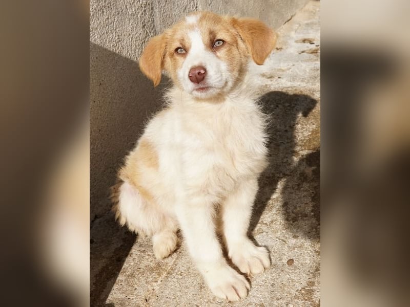 Josefine, geb. ca. 12/2025, lebt in GRIECHENLAND, im städt. Tierheim Serres