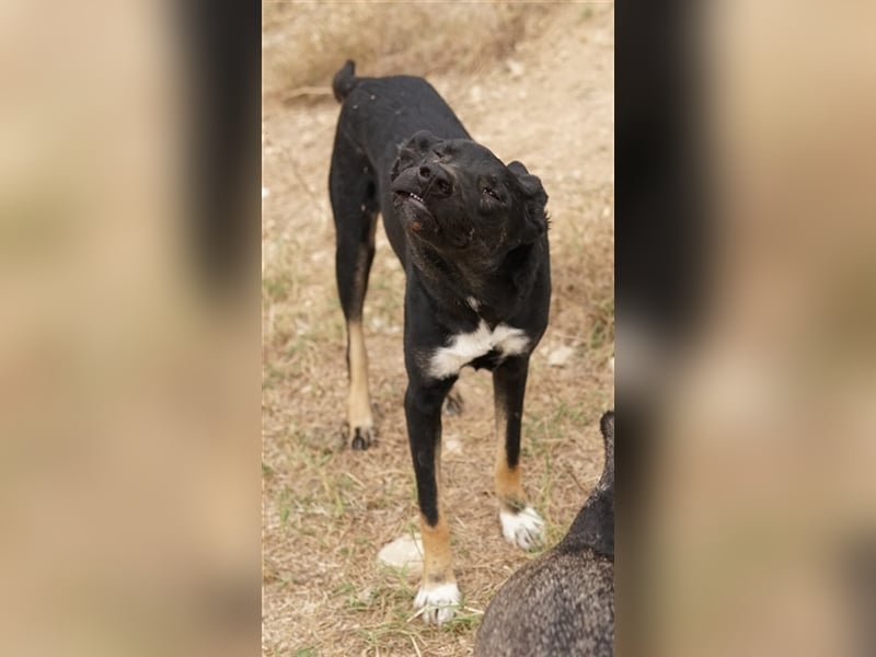 Jeppe, geb. ca. 12/2022, lebt in GRIECHENLAND, im städt. Tierheim Serres