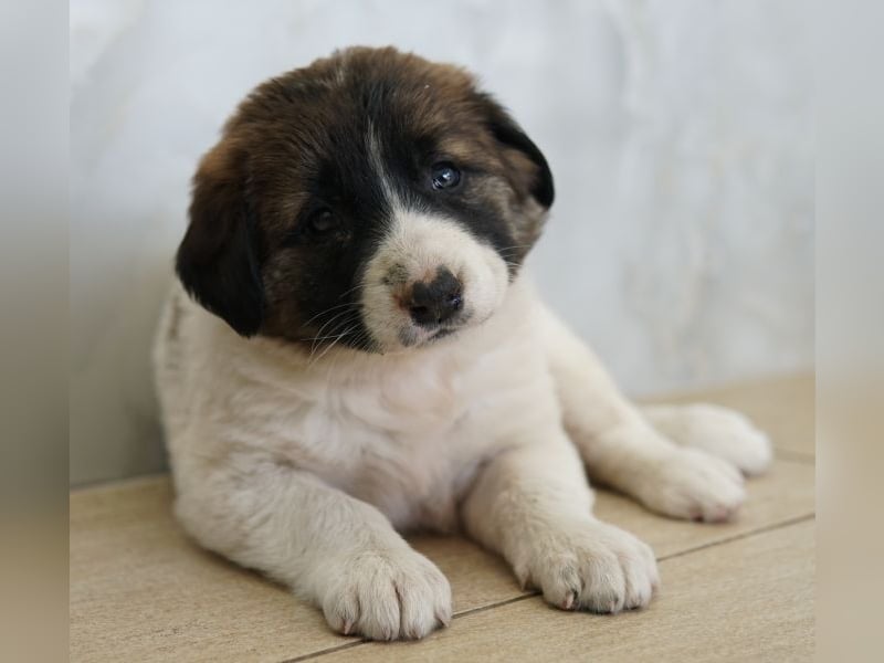 Calma, geb. ca. 01/2026, lebt in GRIECHENLAND, auf einer privaten Pflegestelle