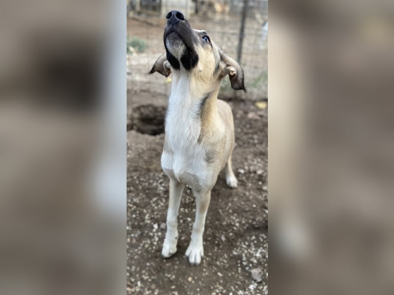 Peterchen, geb. ca. 03/2023, lebt in GRIECHENLAND, im städt. Tierheim Serres