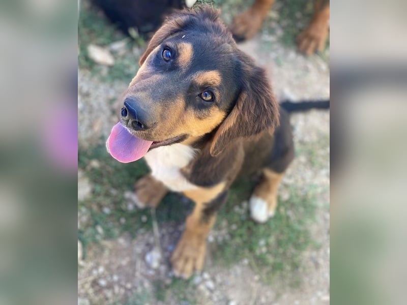 Quasti, geb. ca. 02/2025, lebt in GRIECHENLAND, auf einer privaten Pflegestelle