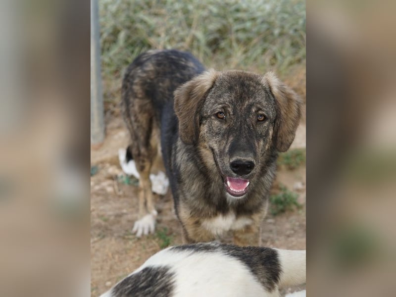 Amelie, geb. ca. 02/2024, lebt in GRIECHENLAND, im städt. Tierheim Serres