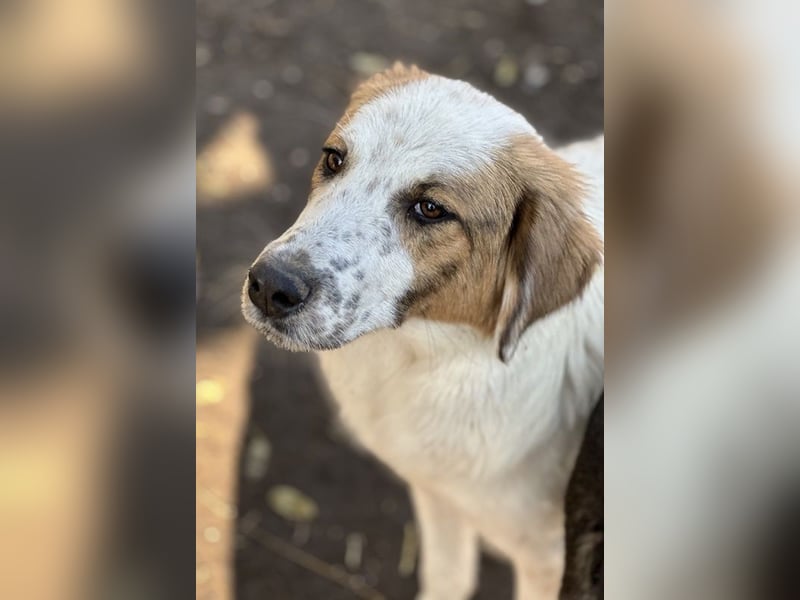 Melania, geb. ca. 01/2024, lebt in GRIECHENLAND, im städt. Tierheim Serres