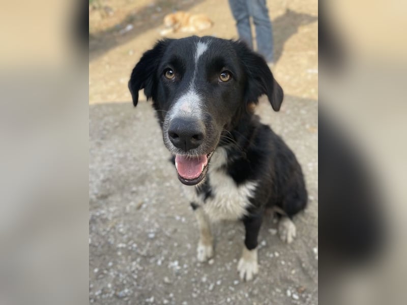 Meredith, geb. ca. 01/2022, lebt in GRIECHENLAND, auf einem Gelände, auf dem die Hunde notdürftig ve