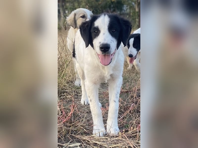 Umia, geb. ca. 05/2022, lebt in GRIECHENLAND, auf einer privaten Pflegestelle