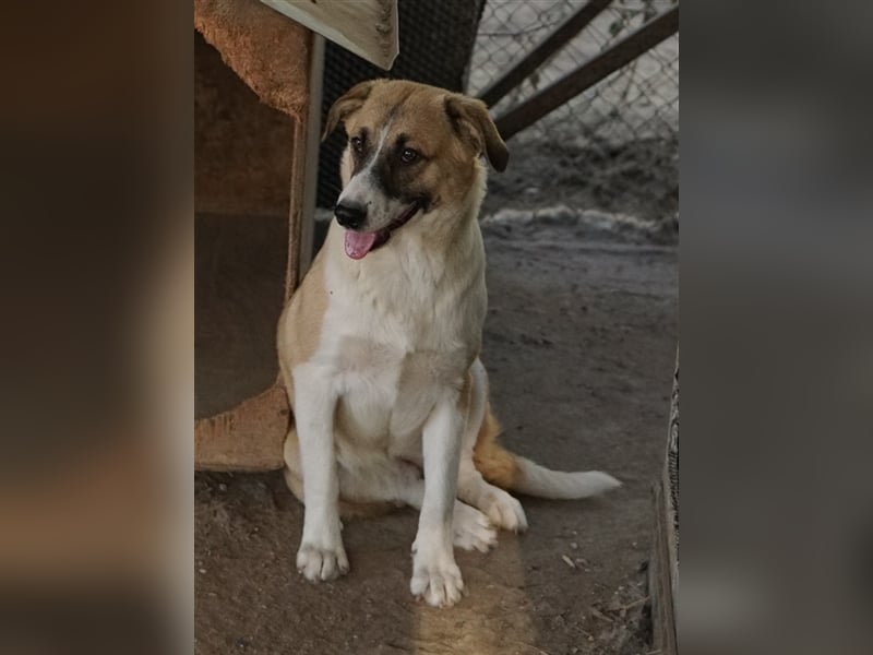 Jeanie, geb. ca. 05/2023, lebt in GRIECHENLAND, im städt. Tierheim Serres