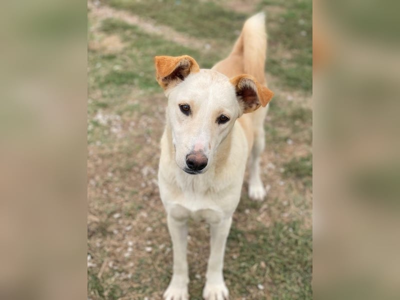 Kalena, geb. ca. 01/2025, lebt in GRIECHENLAND, im städt. Tierheim Serres