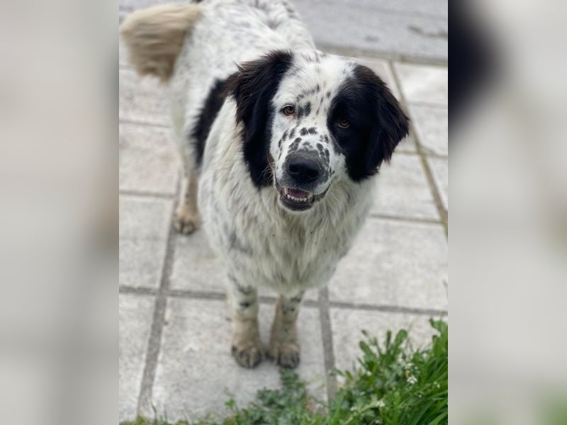 Blossom, geb. ca. 09/2024, lebt in GRIECHENLAND, beim städt. Tierheim Serres