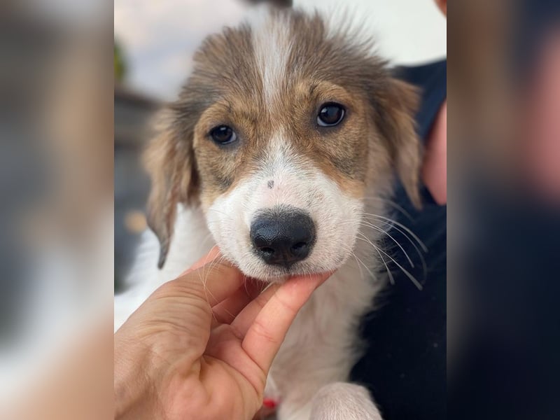 Niva, geb. ca. 05/2025, lebt in GRIECHENLAND, im städt. Tierheim Serres