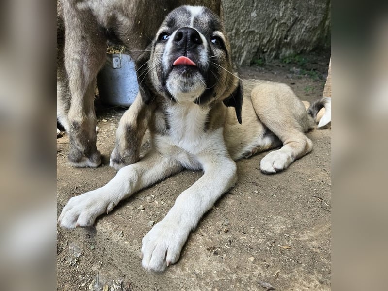 Mia-Melina, geb. ca. 02/2025, lebt in GRIECHENLAND, auf einer privaten Pflegestelle