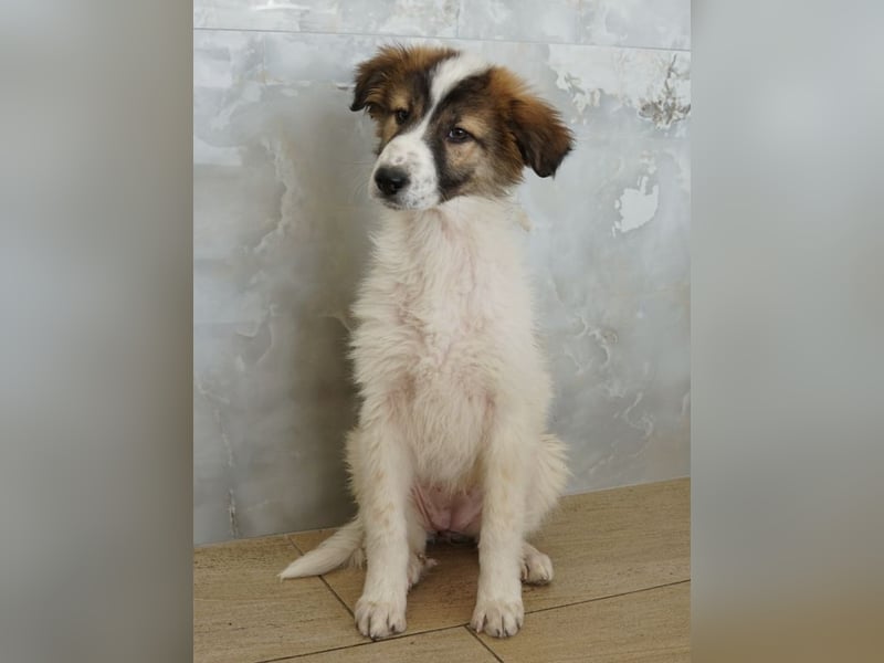 Vera, geb. ca. 12/2025, lebt in GRIECHENLAND, auf einer privaten Pflegestelle