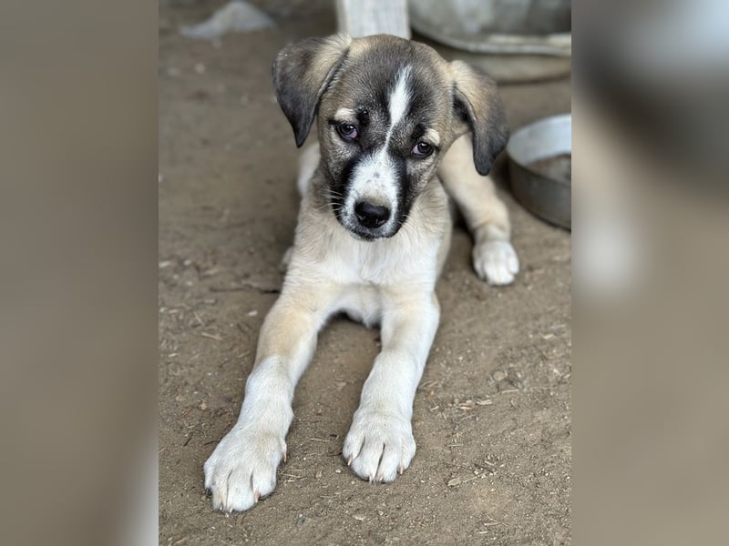 Mia-Melina, geb. ca. 02/2025, lebt in GRIECHENLAND, auf einer privaten Pflegestelle