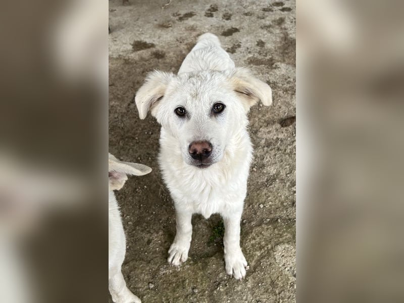 Nuala, geb. ca. 10/2024, lebt in GRIECHENLAND, auf einer privaten Pflegestelle