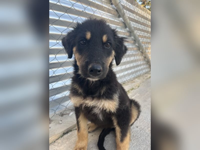 Philea-Noemi, geb. ca. 08/2025, lebt in GRIECHENLAND, im städt. Tierheim Serres