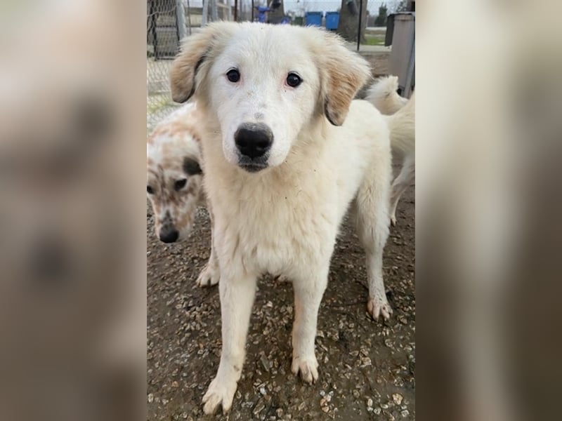 Skippy, geb. ca. 05/2022, lebt in GRIECHENLAND, im städt. Tierheim Serres