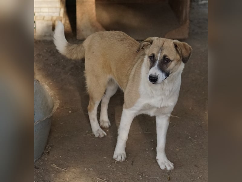 Jeanie, geb. ca. 05/2023, lebt in GRIECHENLAND, im städt. Tierheim Serres