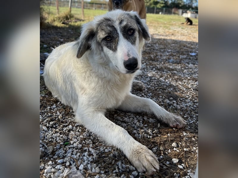 Gerda, geb. ca. 02/2023, lebt in GRIECHENLAND, im städt. Tierheim Serres