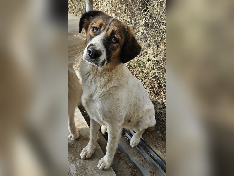 Fiva, geb. ca. 02/2024, lebt in GRIECHENLAND, im städt. Tierheim Serres