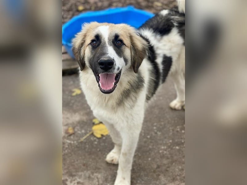 Otys, geb. ca. 03/2022, lebt in GRIECHENLAND, im städt. Tierheim Serres