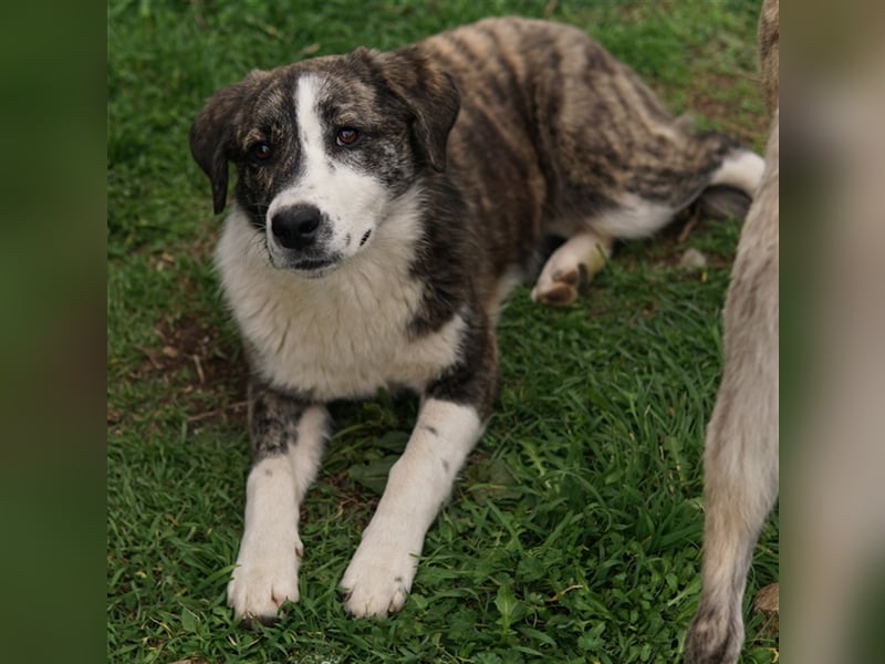 Paula, geb. ca. 07/2023, lebt in GRIECHENLAND, auf einem Gelände, auf dem die Hunde notdürftig verso