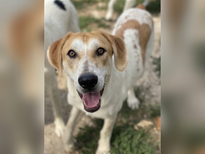 Roxi, geb. ca. 11/2022, lebt in GRIECHENLAND, im städt. Tierheim Serres