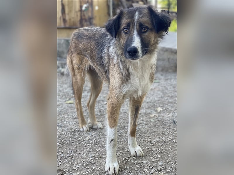 Poppi, geb. ca. 06/2021, lebt in GRIECHENLAND, im städt. Tierheim Serres