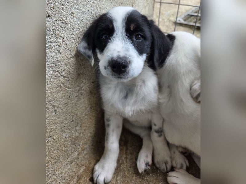 Sarah, geb. ca. 02/2026, lebt in GRIECHENLAND, im städt. Tierheim Serres