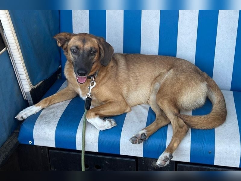 Georgia, geb. ca. 05/2019, lebt bei einer Familie in 13503 Berlin