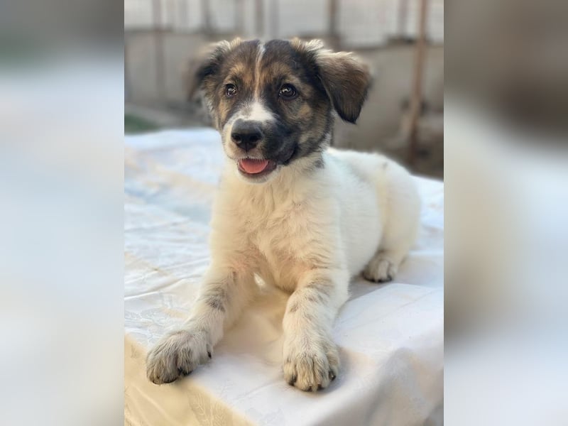 Ludmilla, geb. ca. 05/2025, lebt in GRIECHENLAND, im städt. Tierheim Serres