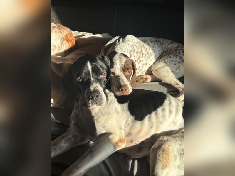 Attila, geb. ca. 08/2024, lebt auf einer Pflegestelle in 67735 Mehlbach